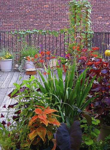 bearsky_brooklynroofdeck bearsky_brooklynroofdeck