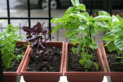 brooklynian_windowbox_basil