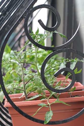 brooklynian_windowbox_tomatoes