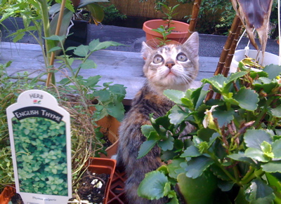 nico_roofgarden_cat