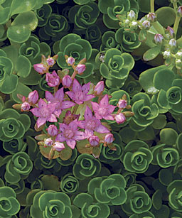 sedum_fine_gardening