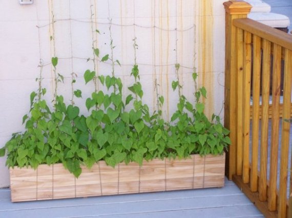 wm_roofgarden_2_vines