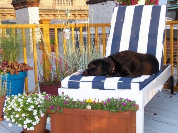 wm_roofgarden_dog_1