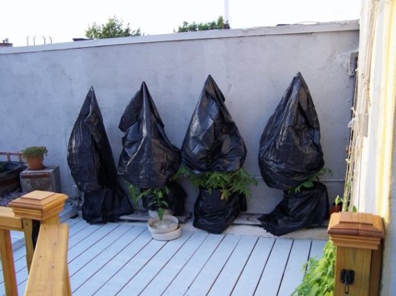 wm_roofgarden_tomatoes4