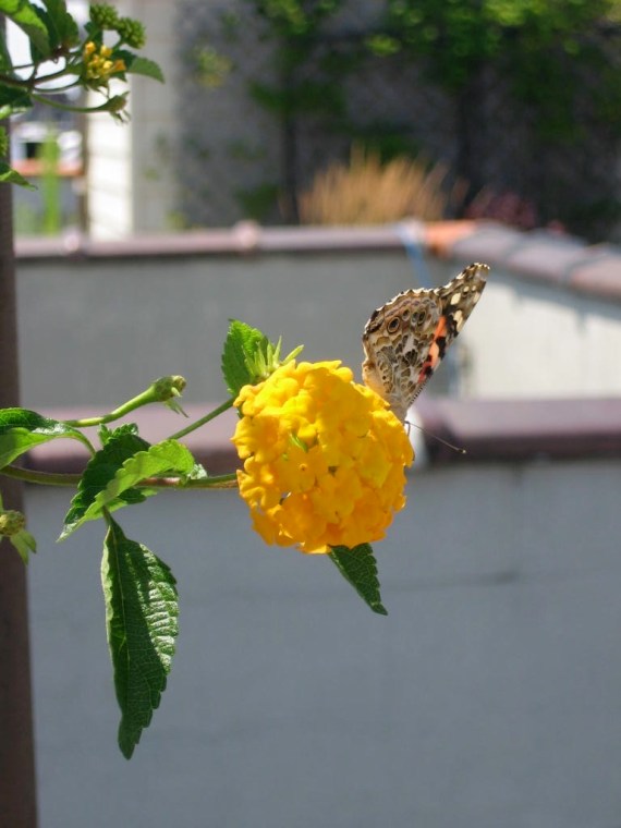 butterfly_rooofgarden_lantana.jog
