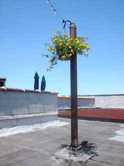 pole_eyesore_roofgarden_lantana