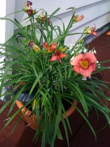 rooftop_garden_brooklyn_daylily