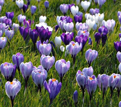 crocus_whiteflowerfarm crocus_whiteflowerfarm