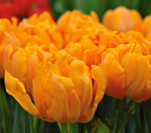 orca_tulip_whiteflowerfarm orca_tulip_whiteflowerfarm