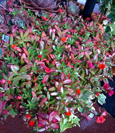 roof-garden-portulaca