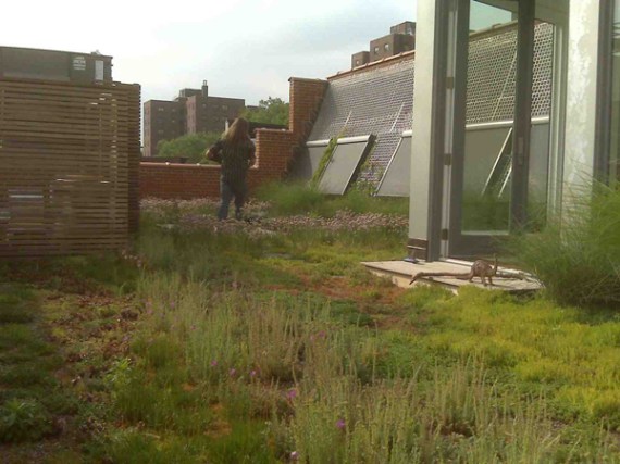 greenroof_1_theorganicgardenernyc