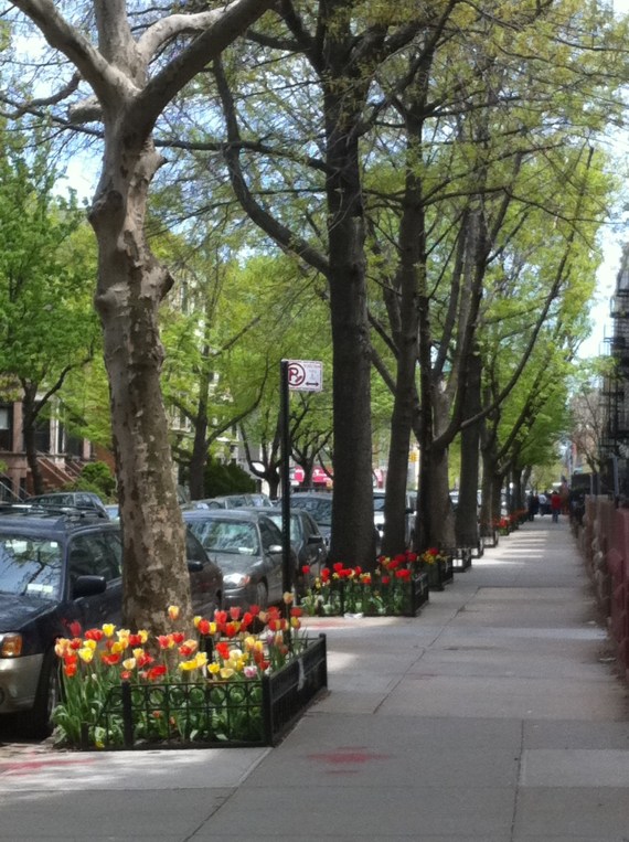 tulip tree pit brooklyn