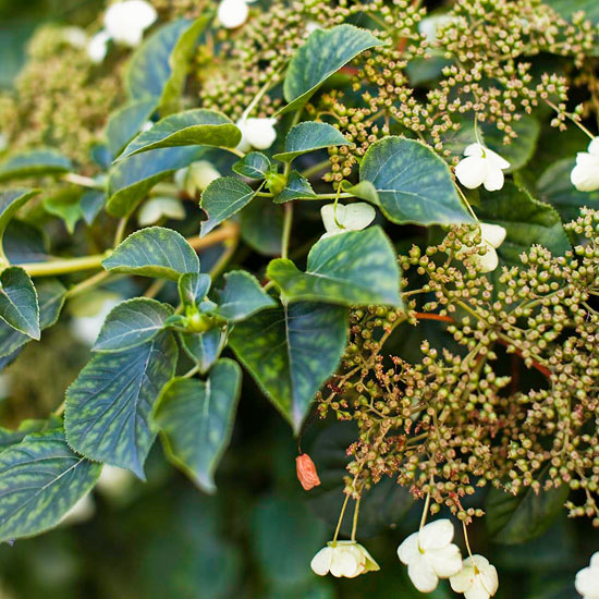 climbing_hydrangea_BHG